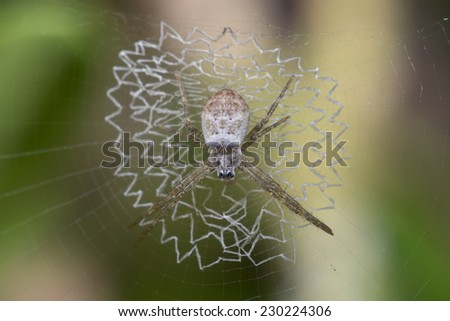 White Spider on its Damaged web