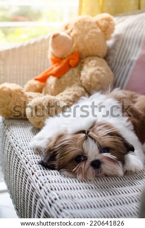 The cute puppy shih-tzu on lazy day