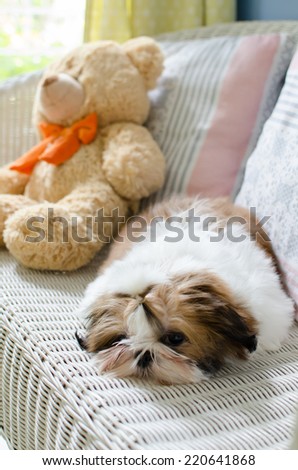 The cute puppy shih-tzu on lazy day
