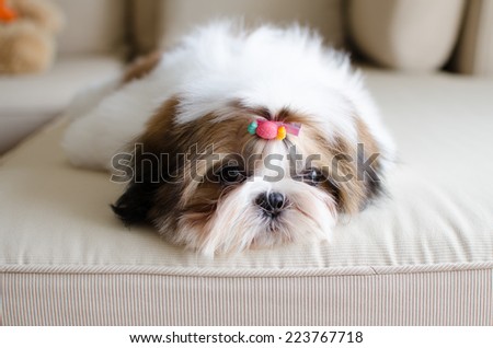 Cute shih tzu puppy in lazy day