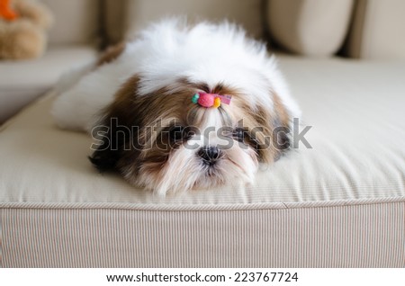Cute shih tzu puppy in lazy day