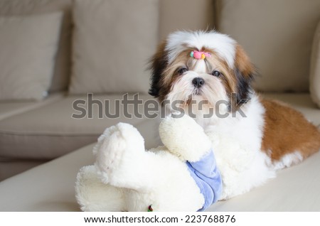 http://image.shutterstock.com/display_pic_with_logo/2440724/223768876/stock-photo-cute-shih-tzu-puppy-is-playing-with-teddy-bear-doll-223768876.jpg