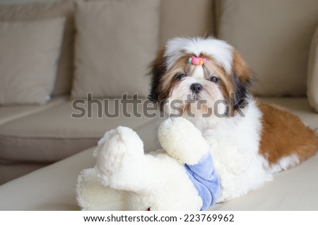 Cute shih tzu puppy is playing with teddy bear doll