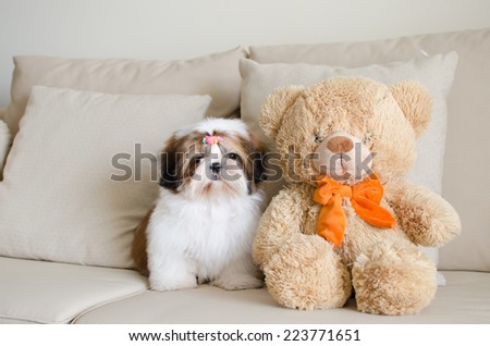 Cute shih tzu puppy is sitting with teddy bear doll and looking to us