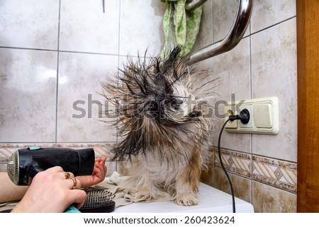 Shih Tzu. Drying with a hair dryer Wet dog in bathroom. Wet, Long fur dog. Owner is grooming the fur of retriever puppy after shower. Point Of view. POV
