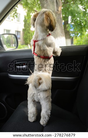 Small puppy shih tzu wait for in car and looking out the window.