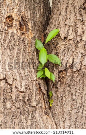 A green tree sprout growing between big tree