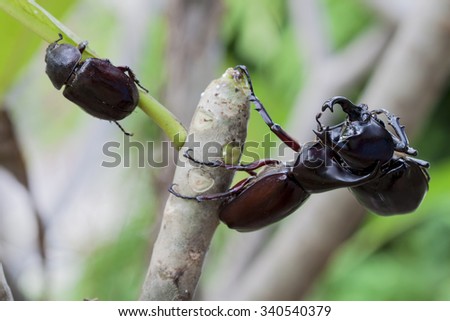 Male Rhinoceros beetle, Rhino beetle, Hercules beetle, Unicorn beetle, Horn beetle