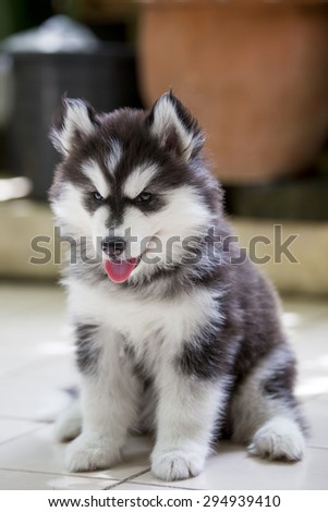 Siberian Husky Puppy panting with tongue out