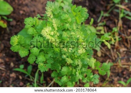 This photo are cilantro.Cilantro are cooking for have tasty of foods.