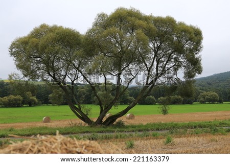Just a tree next to a field, Smell nature, walk around, hike, run, relaxÃ¢Â?Â¦. Or doing a picnic