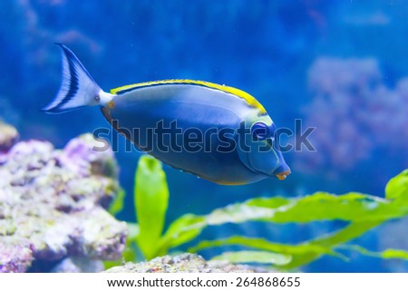 cute fish in an aquarium. Park. Donetsk. Ukraine