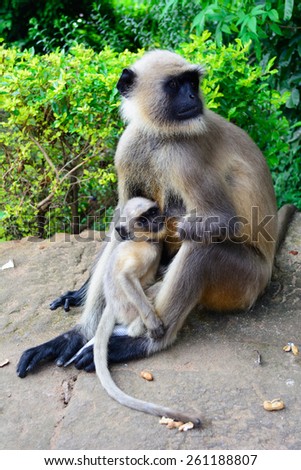 black face monkey nourishing her baby.Gray langurs are the most widespread langurs of South Asia, are a group of Old World monkeys constituting the entirety of the genus Semnopithecus
