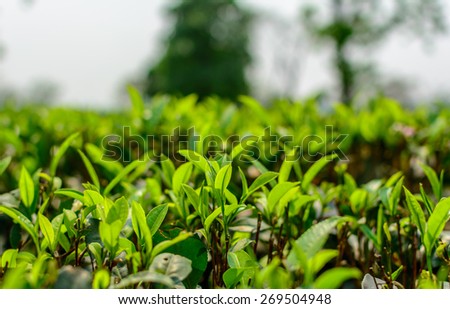 Green tea plantation\
green tea plantation landscape of Darjeeling India