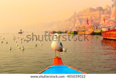 Seagull sitting on the boat in the morning boat ride on ghats of river ganges