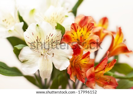 Alstroemeria Bouquet