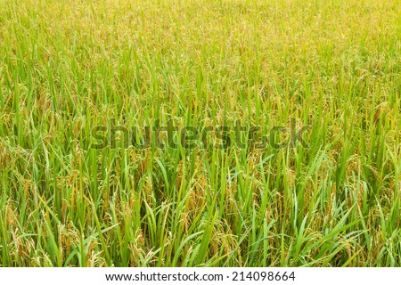 Rice plant growth And golden grains filled the entire field. Ready to harvest soon.
