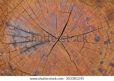Stump of tree felled - section of the trunk with annual rings and cracks section.