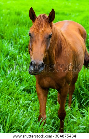 Brown horse walking on a farm.
