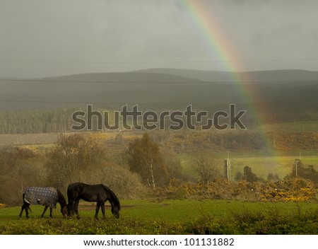 April 2012. Two horses grazing during a rain storm at Culloden, Scotland with a rainbow for company. Woodland hills in the distance and yellow gorse bushes make up the scene.