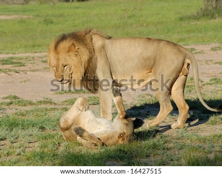 Lion and Lioness in Sabi Sands game reserve
