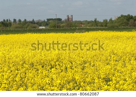 June 2011. Coningsby. Tattershall Castle, Lincolnshire, England seen across a bright yellow field of Oil Seed Rape plants.