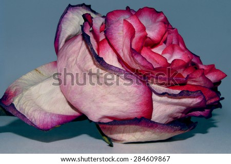 Double Delight rose with red and purple petals