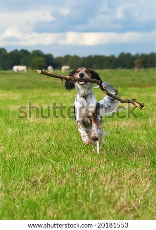 happy dog fetching a big stick