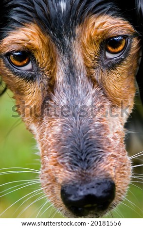 the piercing eyes of a dog the piercing eyes of a dog
