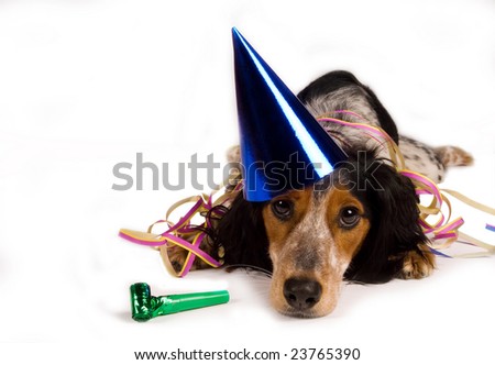 Party Dog