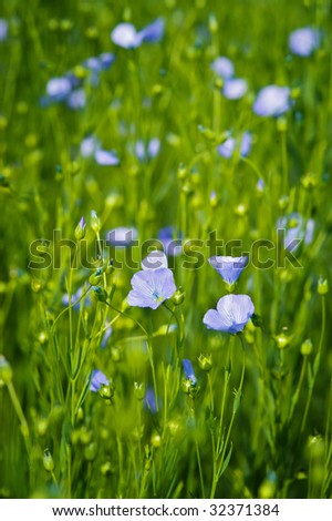 Flax (aka linseed) flowers shot in the field. Used to make linen (Linum usitatissimum)