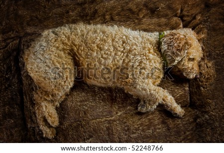 Sleeping Dog (Spanish Waterdog Breed) Stock Photo 52248