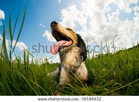Panting dog resting in the field