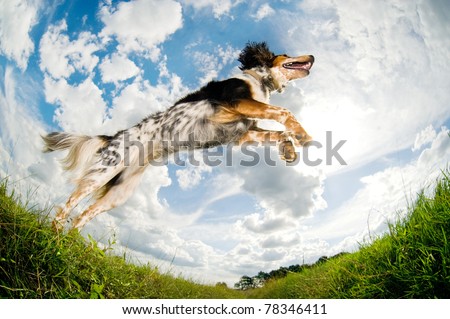 Dog caught in the middle of a jump