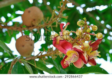 close up cannonball flower and fruit from the tree (couroupita guianensis) with nature background