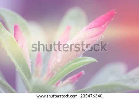 Plumeria flowers with color filters, soft focus of beautiful flowers with color filters