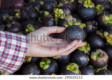Customer Hands Hold Fresh Mangosteen in fresh fruit market