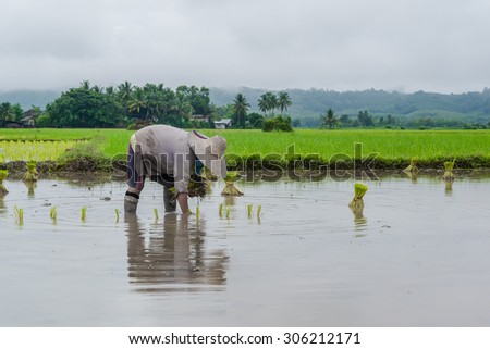 Farmer working planting rice in the paddy field  with cloudy raining day