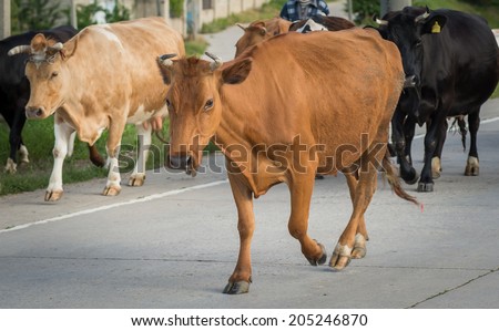 A cow crossing the road stares us.