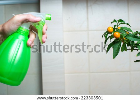 Woman hand spraying christmas cherry in the kitchen