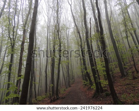 Foggy Forest Coming Back To Life