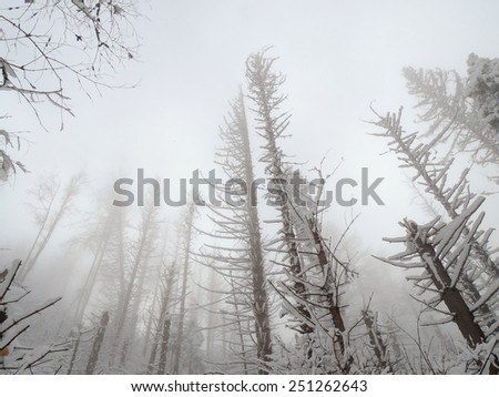 Foggy Winter Day In A Spooky Dead Pine Forest