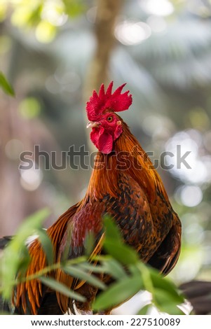 fight cock
