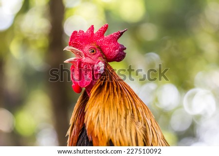 fight cock