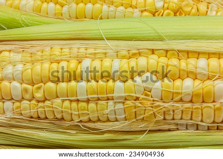 fresh yellow corn, sweet corn