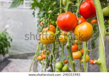 raw tomato, fresh tomatoes on tomato plant