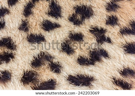 Spots on real leopard skin
