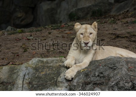 albino female lion sleep on the rock