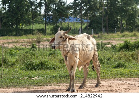 The cow of Thailand