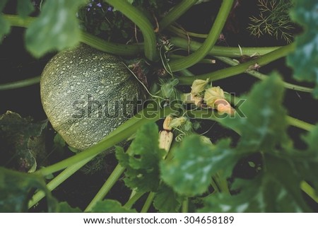 Round marrow squash growing (Cucurbita pepo), top view. Filter effect